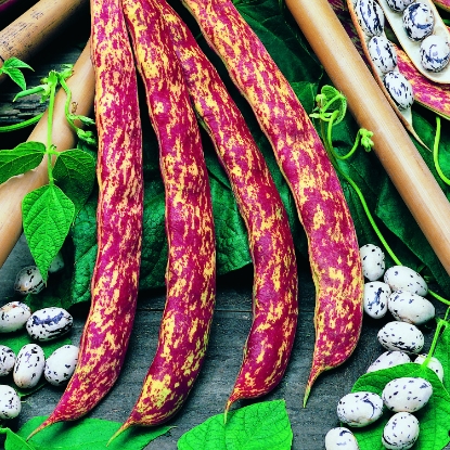 Picture of Climbing Bean Barlotto Lingua Di Fuoco 2